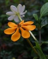 Golden Gardenia, Kedah Gardenia, Golden Pinwheel Gardenia, Gardenia tubifera var. kula